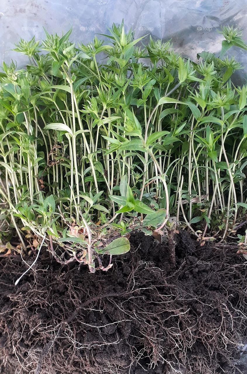 Spring flowers with roots before planting in a flower bed