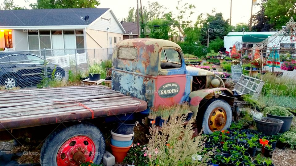 old truck and lots of plants