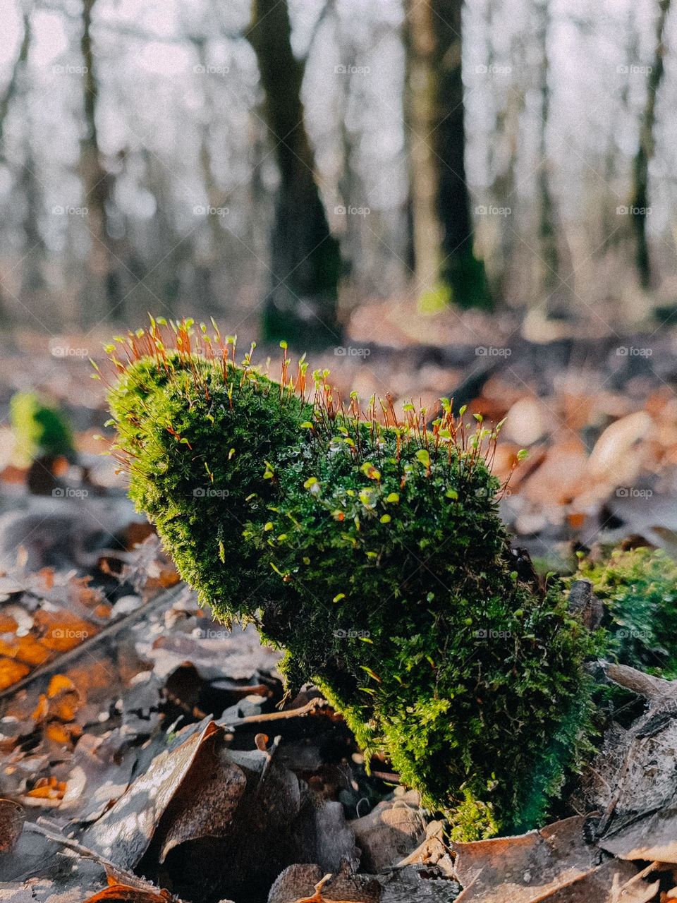 Green leg shape wooden log covered with blooming moss. Weird beautiful nature details, mystical autumn forest