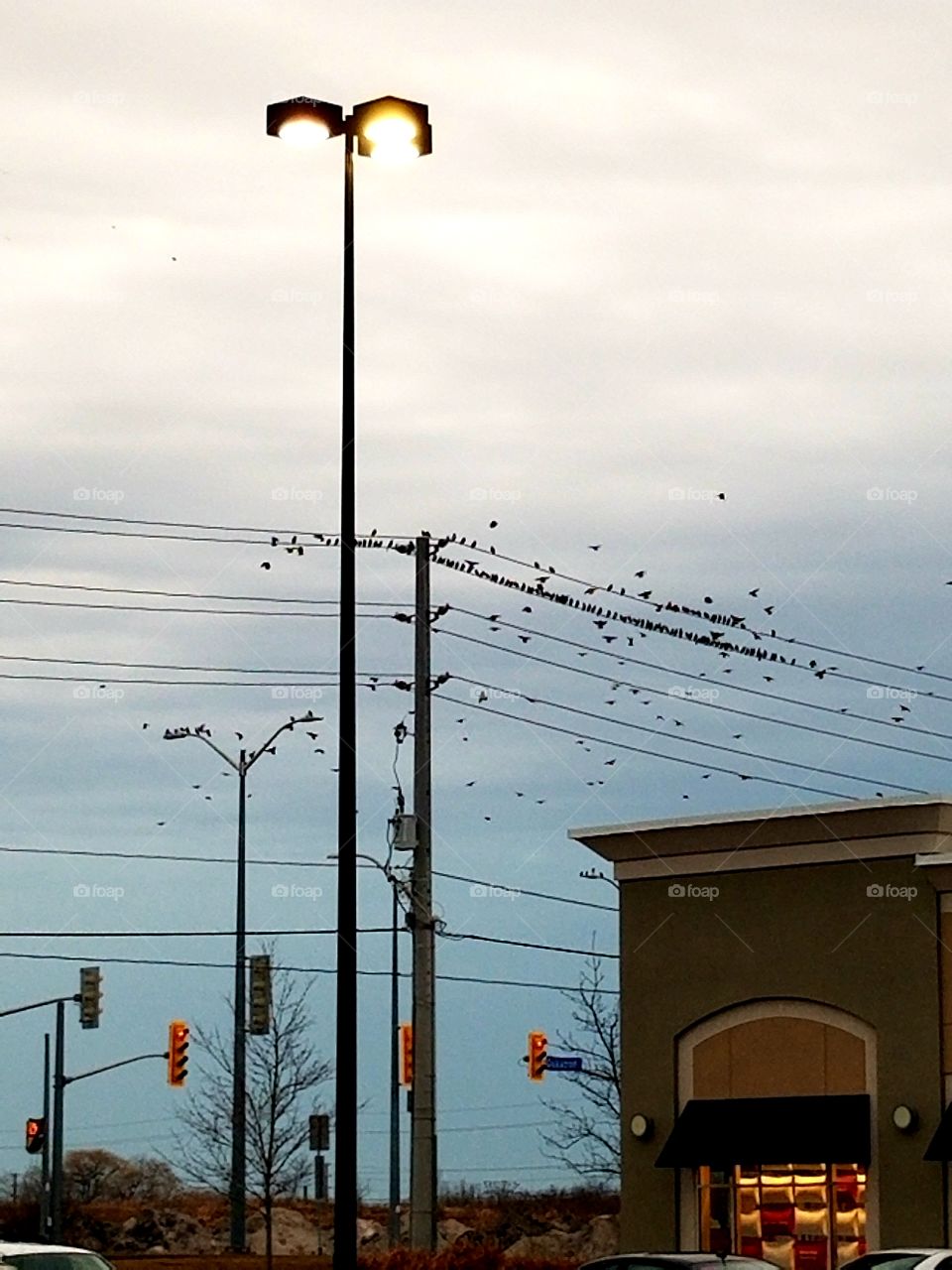 Birds on a wire