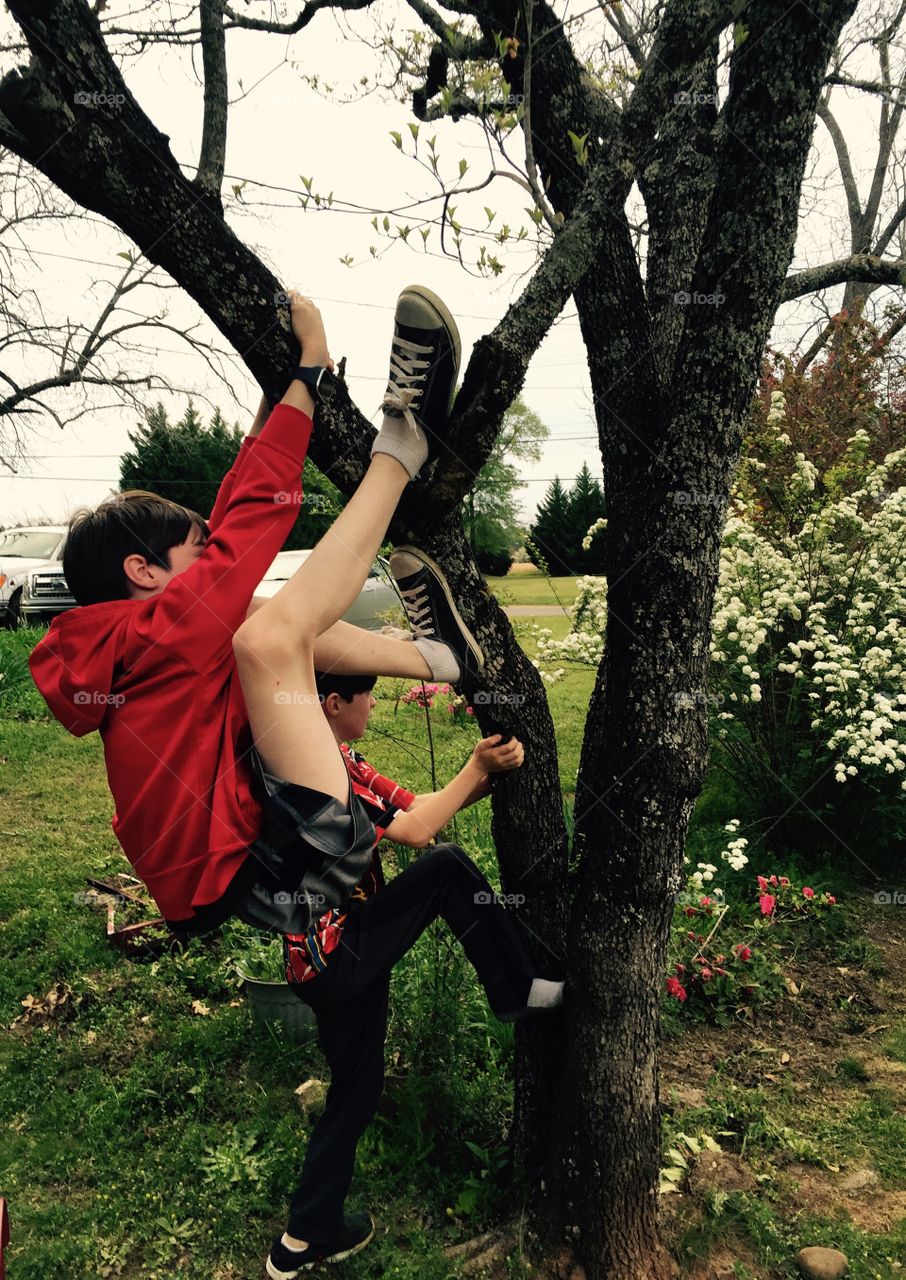 Two young boys climbing  a tree in early spring.