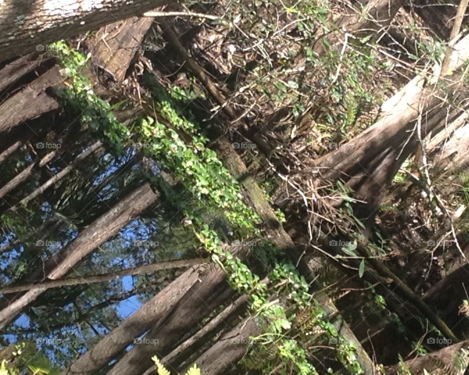 Forests reflection . On a hike