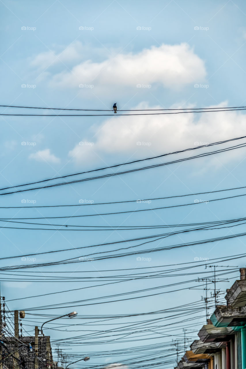 Single bird hang on cable