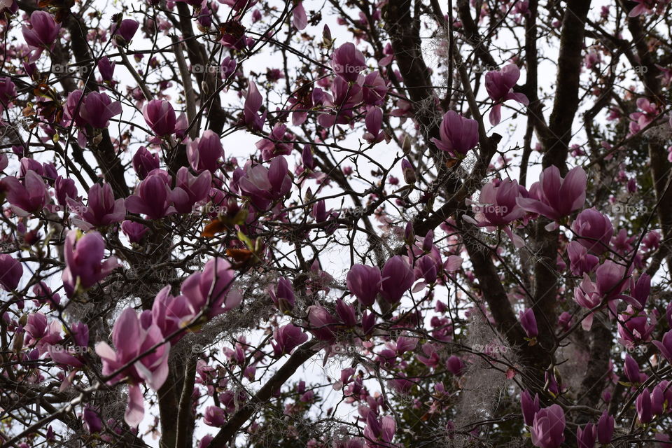 Magnolias are Magnificent 