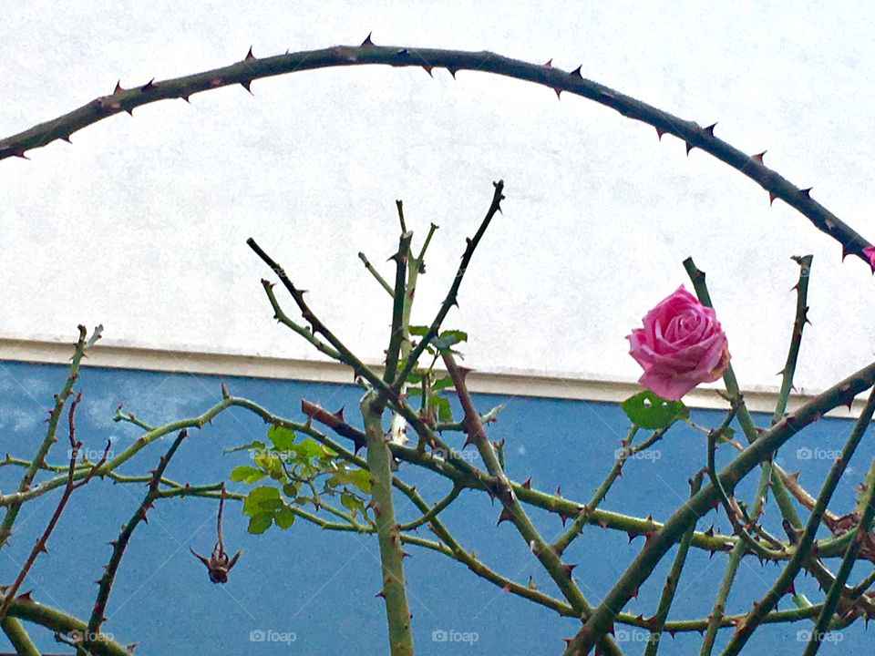 A rose in a cold winter