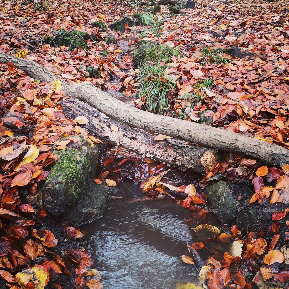 Little stream surrounded by autumn leaves with a stick crossing the stream