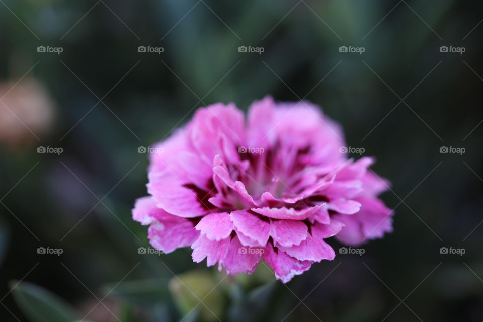 Nature, Flower, No Person, Flora, Leaf