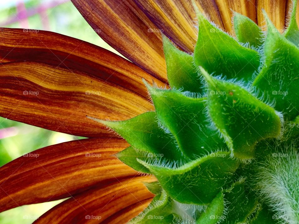 Sunflower facing the sun. 