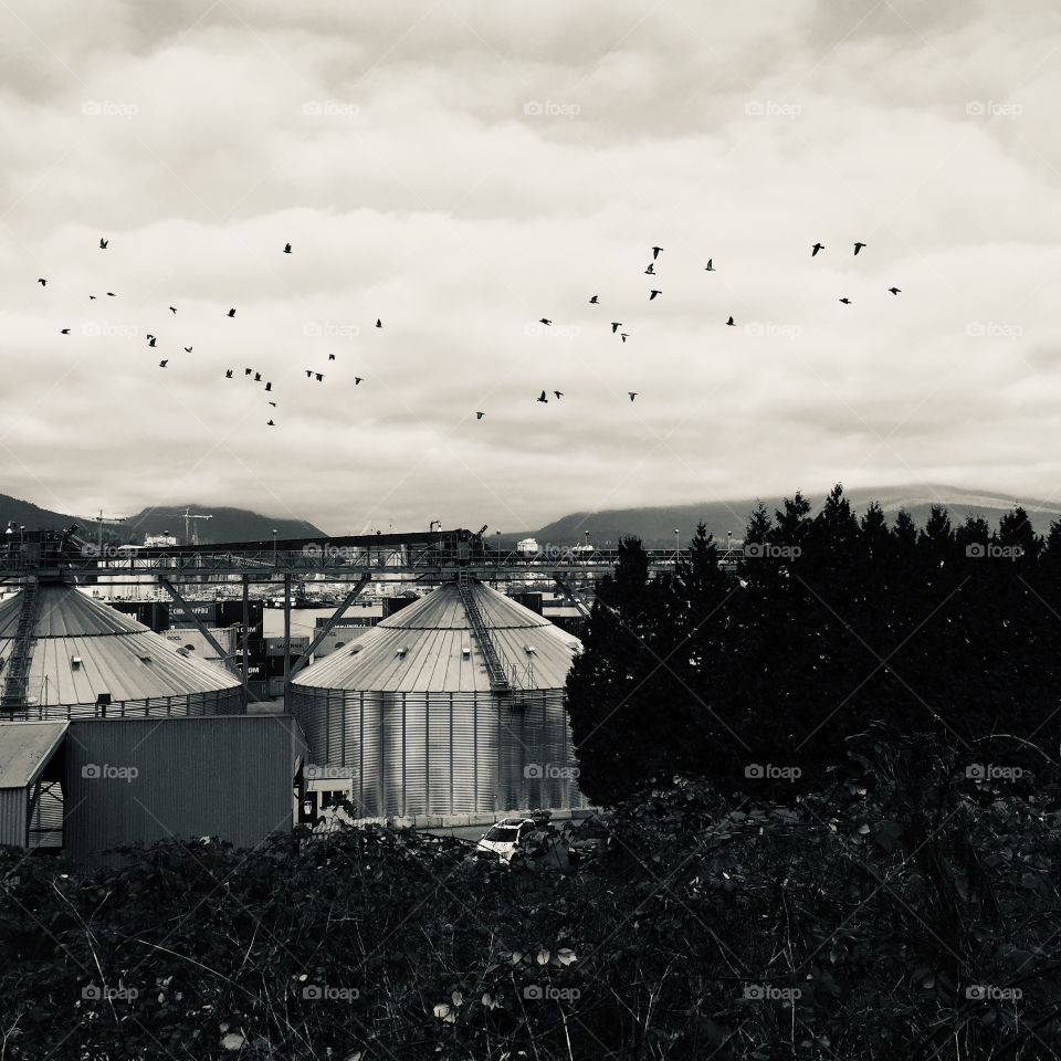 Black and white image of the grain silos with birds flying overhead