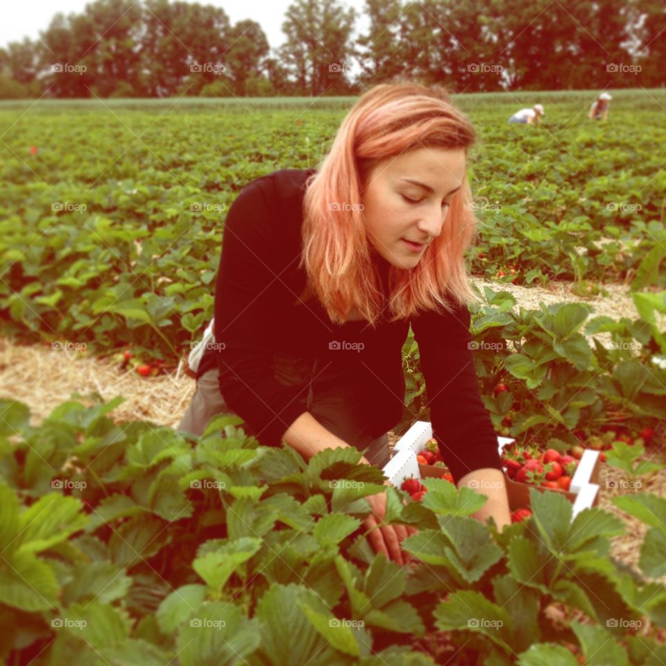 Strawberry picking