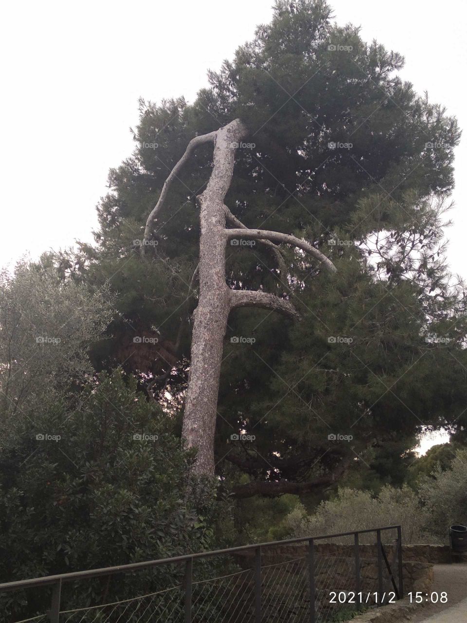 troco de árbol diferente