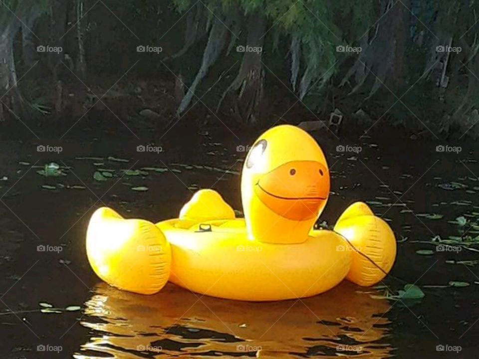 yellow rubber duck on the creek