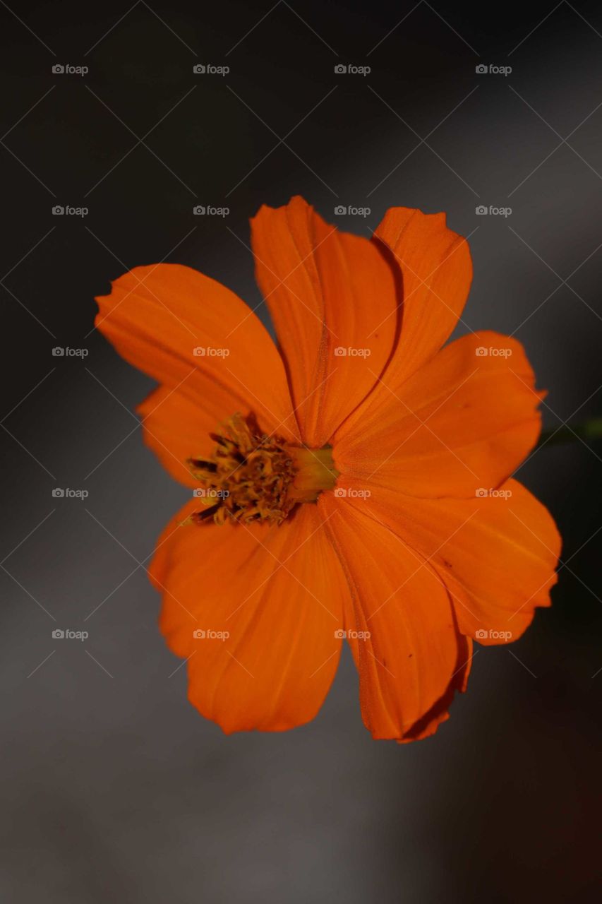 orange flower