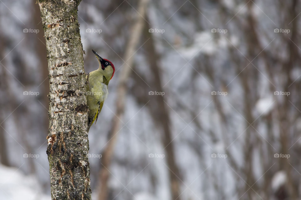 Green woodpecker (Picus viridis, Aves) perched on a thick branch in a snowy winter forest