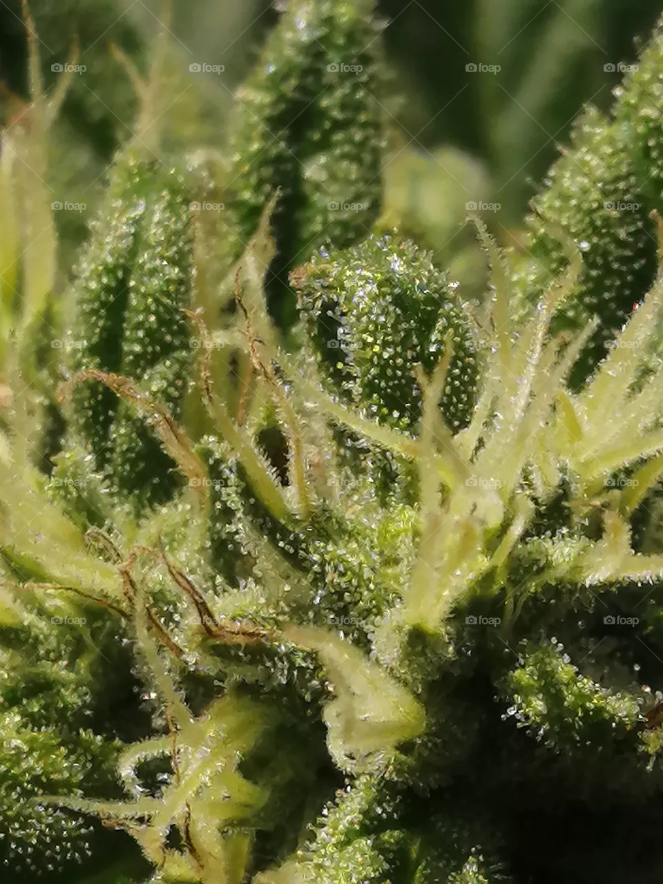 Hairy