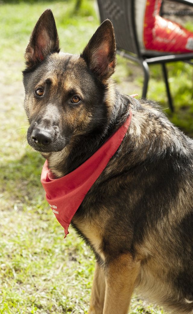 Portrait of a dog