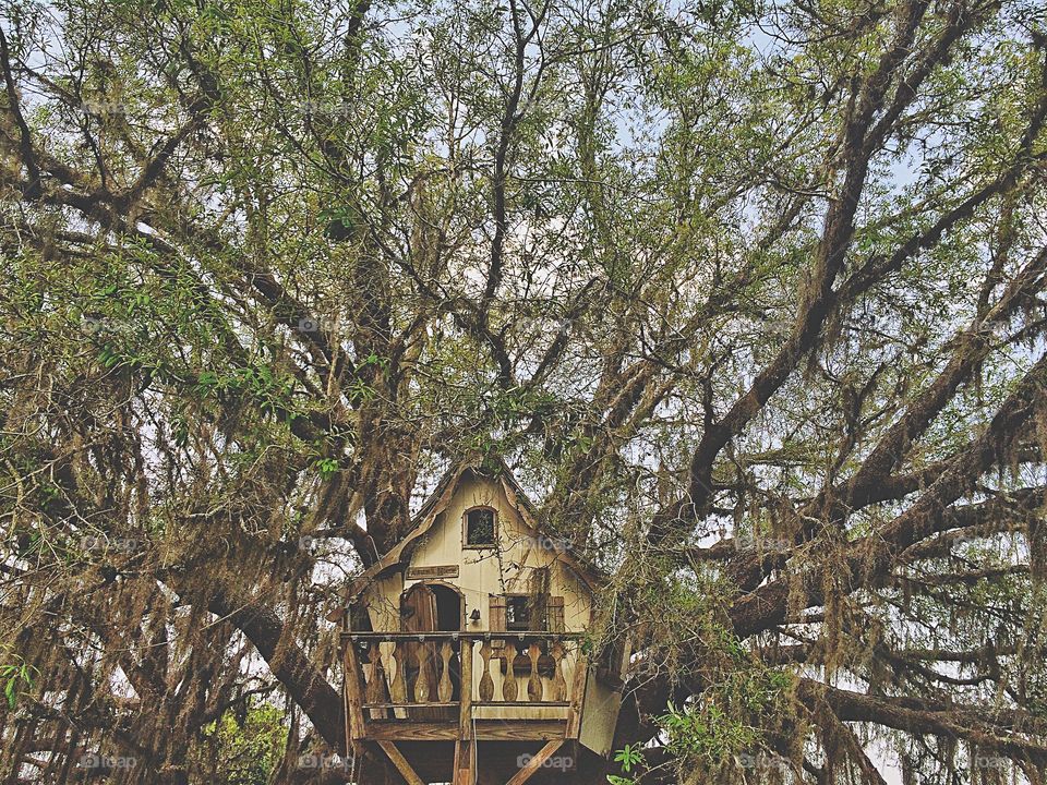 House in between trees
