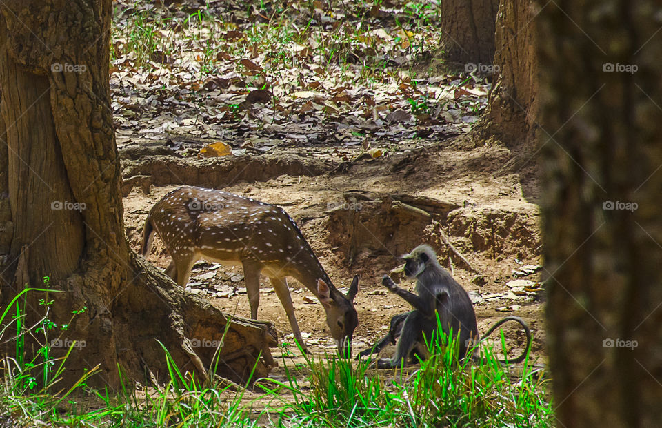 monkey says god bless you deer