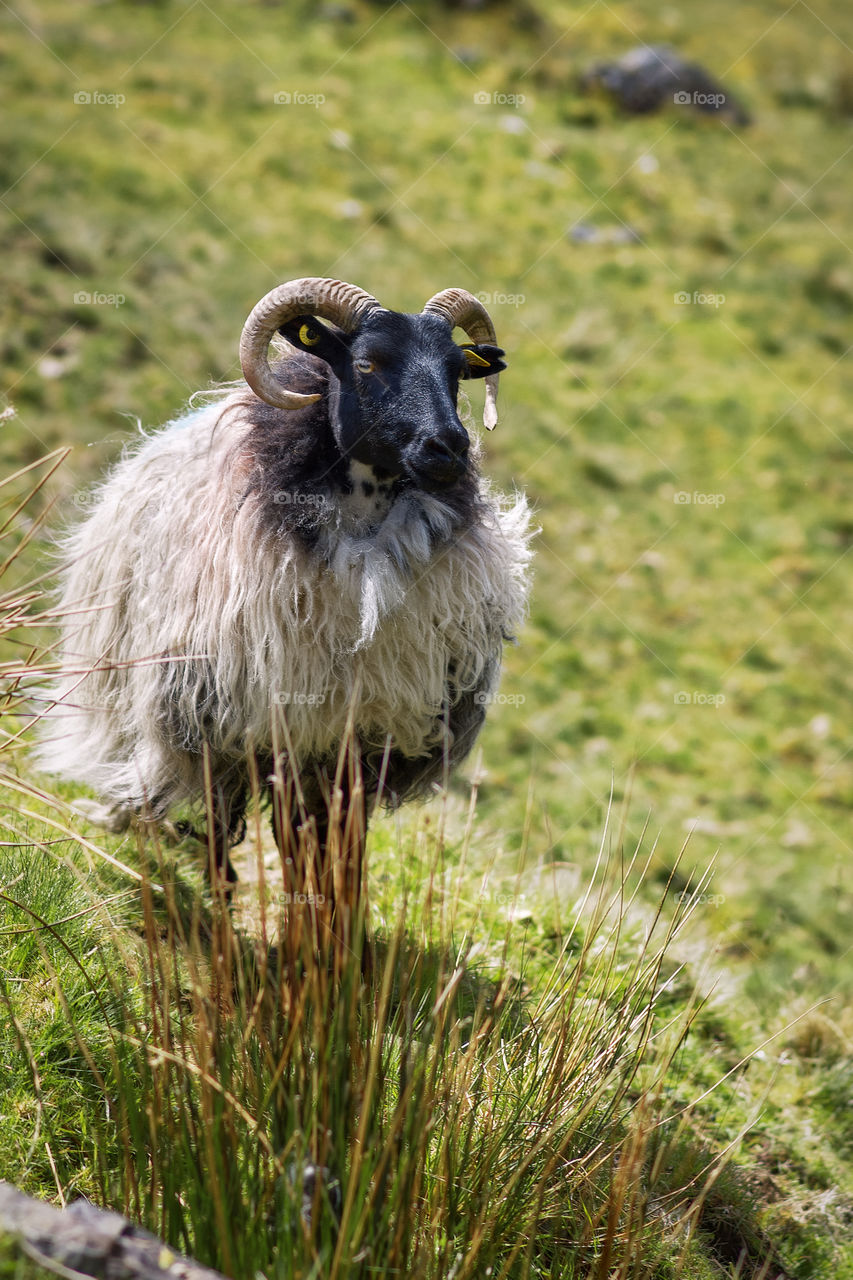 Sheep in the mountains