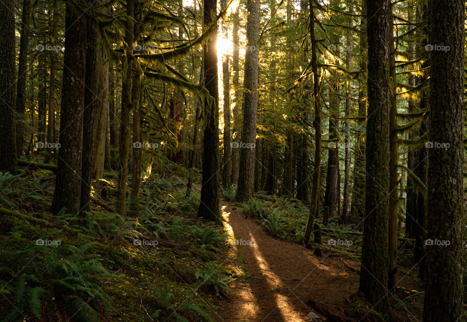 Forest bathing