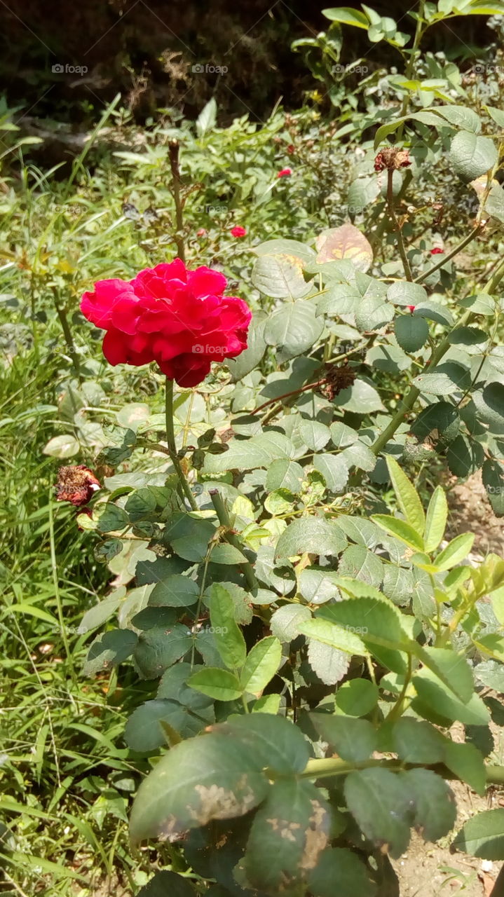 beautiful Rose