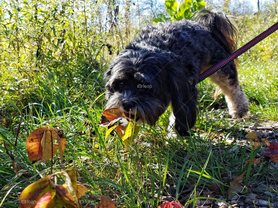 On the Trail