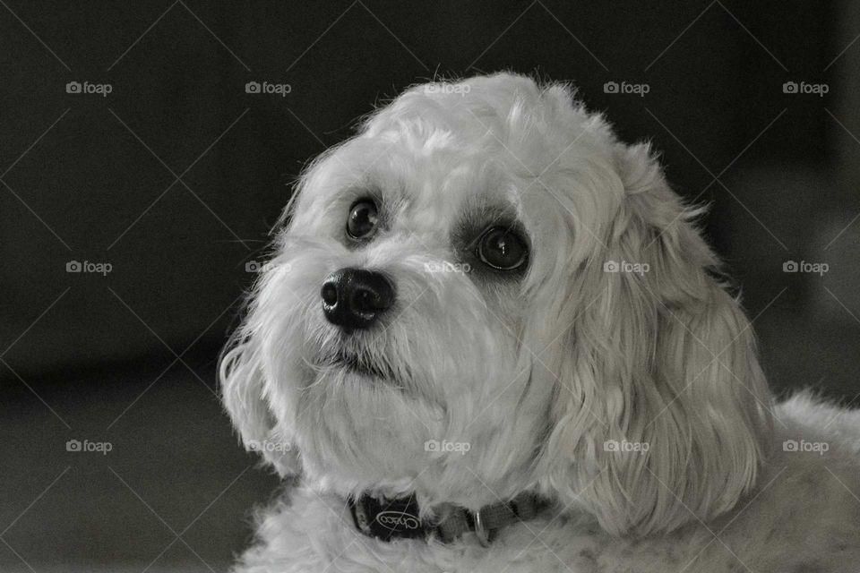 Close-up of white puppy