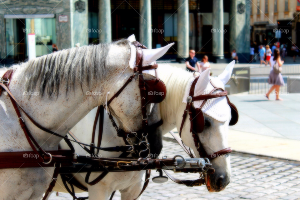vienna horses horse carriage by OJMitchell
