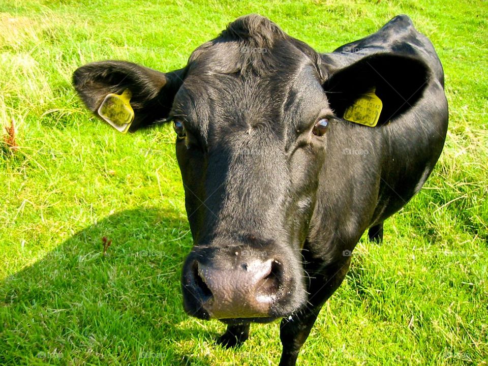 Cow