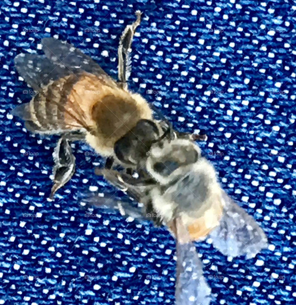 Bees Fighting