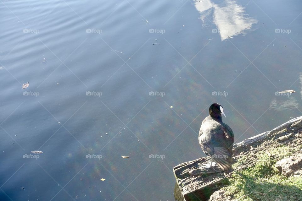 An Eurasian coot is sunbathing near the water.