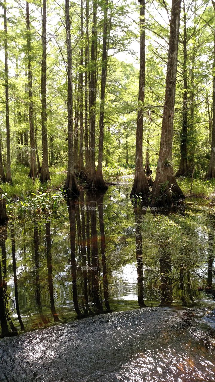 Cypress reflections