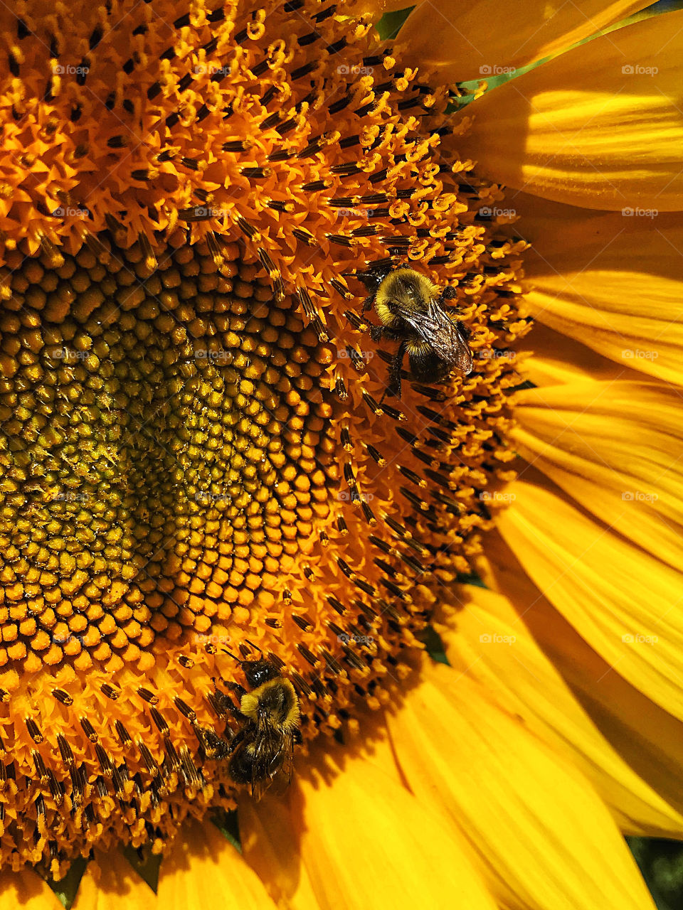 Bees and sunflowers 