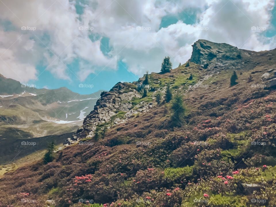 Natural landscape in the mountains , there are many bushes and flowers . There are some snowy places at the top of the mountain. Mountains view, hiking trip , top of mountain