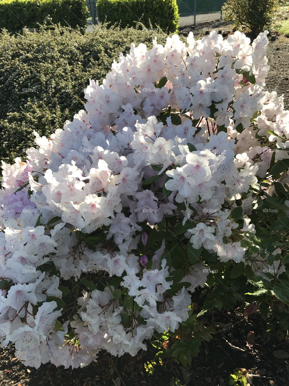 Beautiful flowers that I could not pass up.