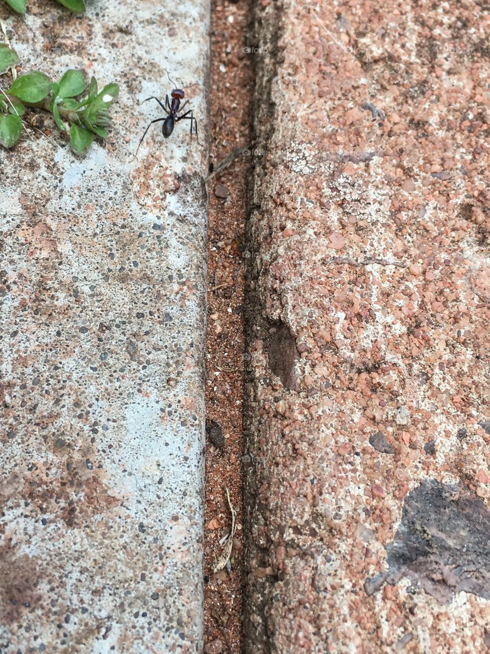 Ant on sidewalk line pattern background image