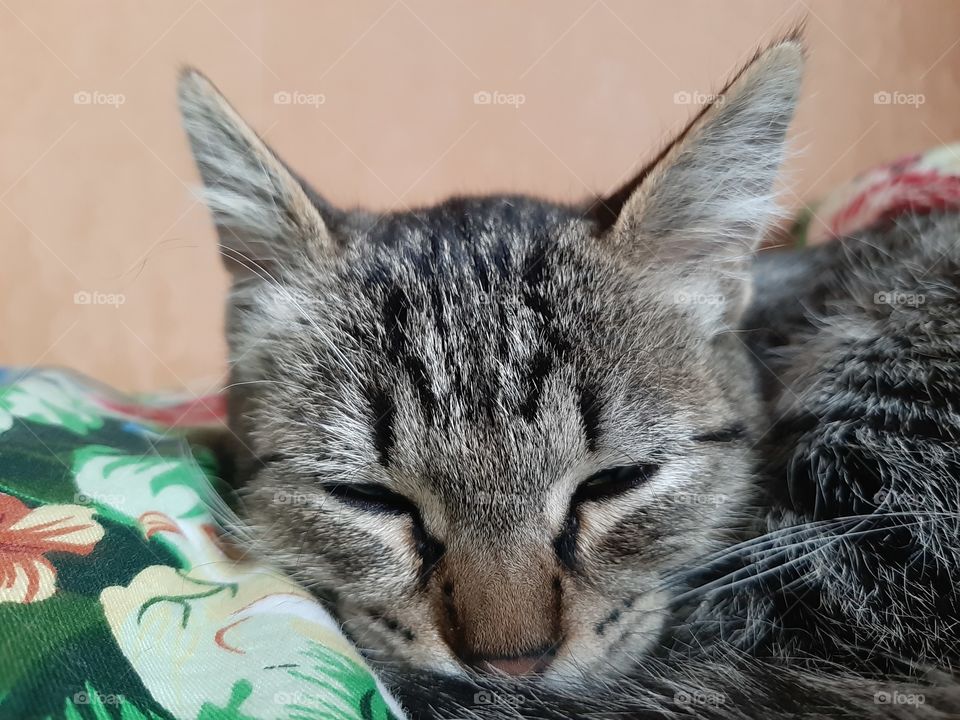 Да,  я  буду   спать!