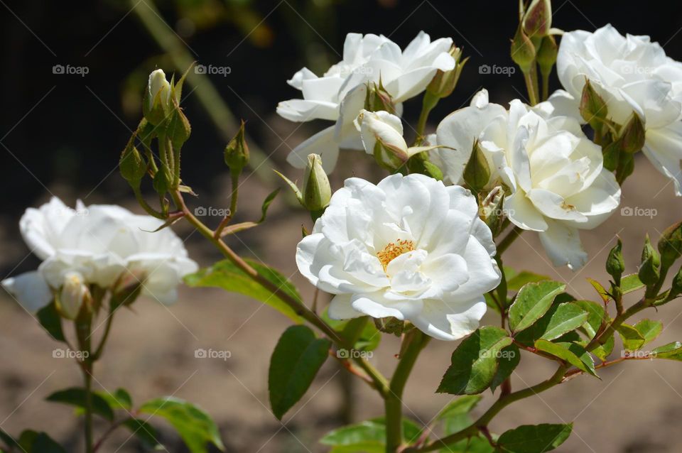 White roses