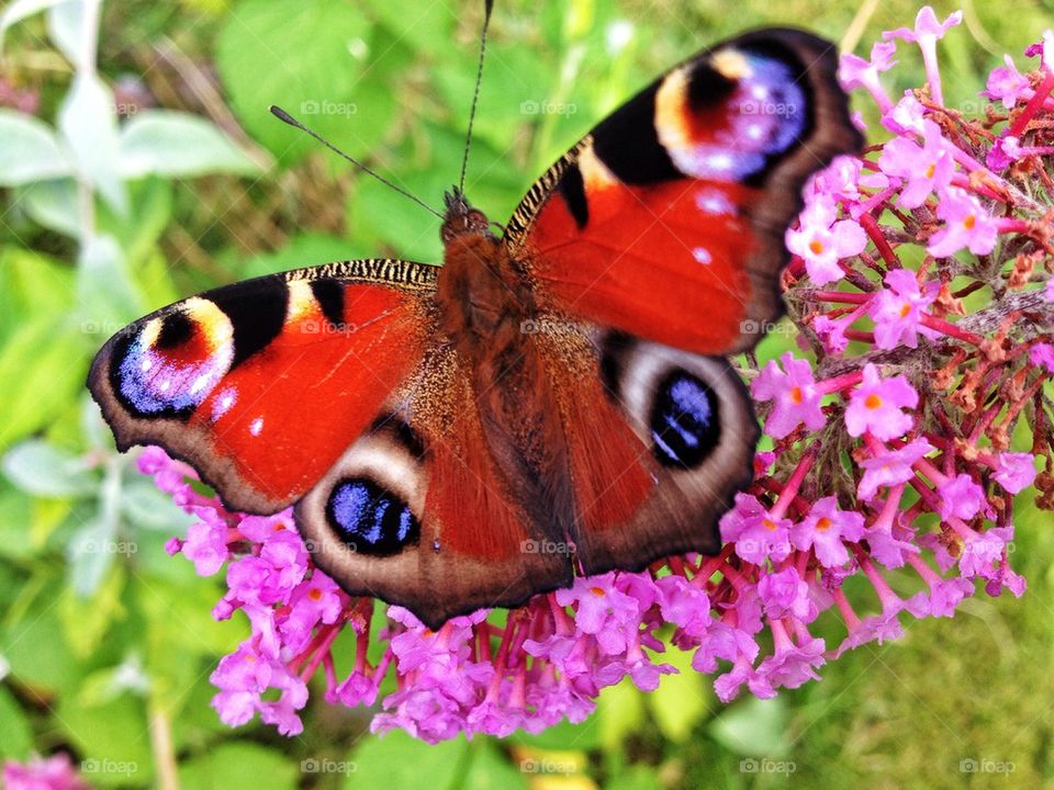 A butterfly on flower