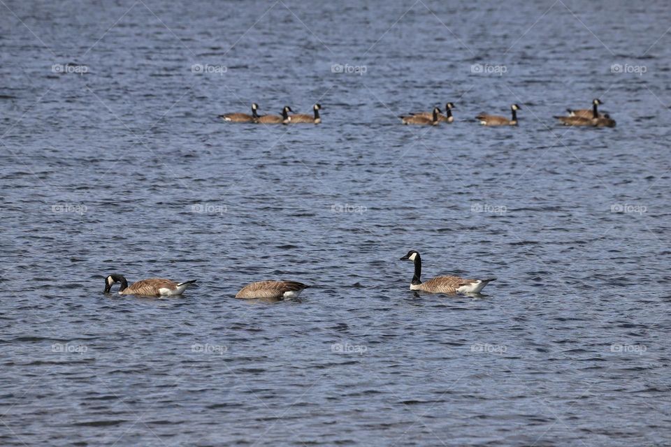 Geese swimming 