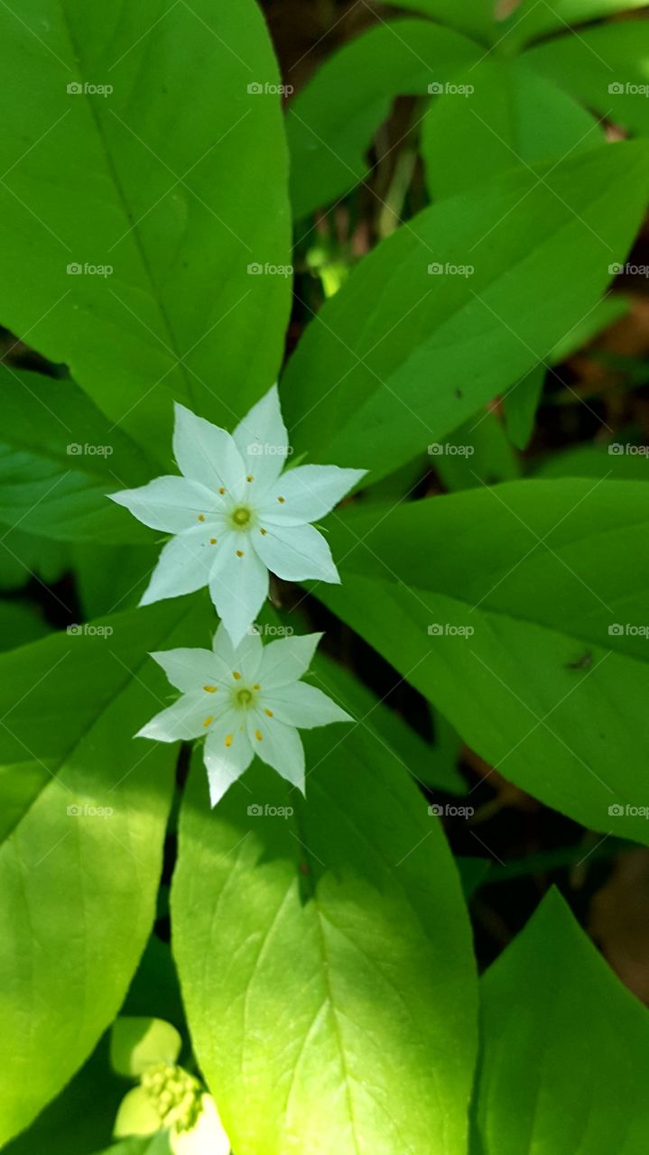 Star flowers in the spring