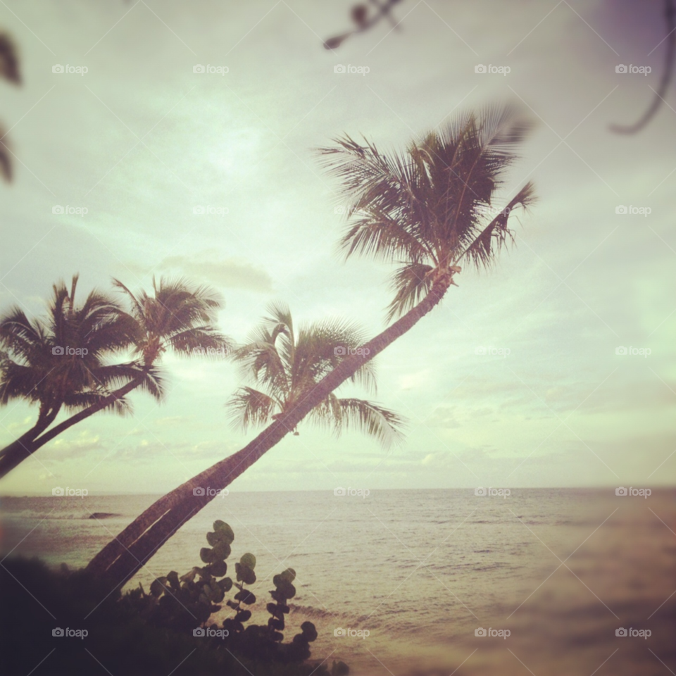 beach sunrise palm trees maui by Ryegirl64