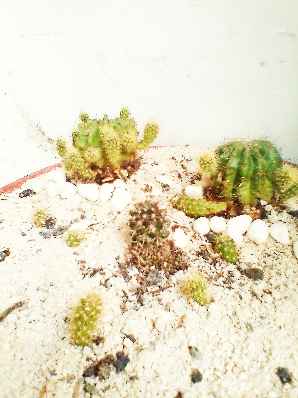 Small cactus on white sand