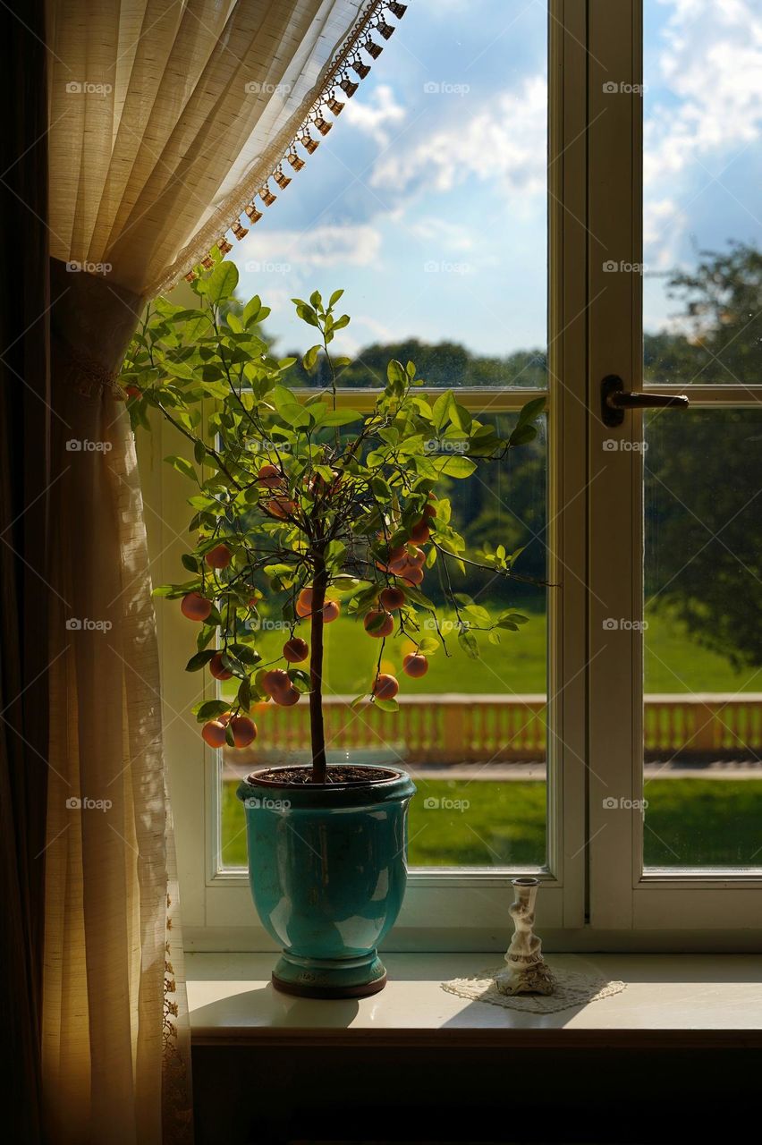 Mandarin tree on the windowsill