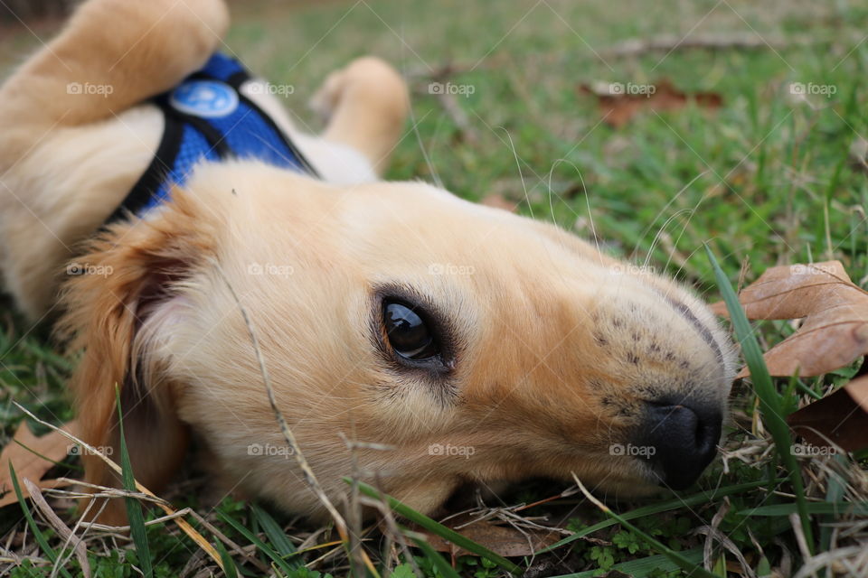 Golden Retriever puppy rolling in a field