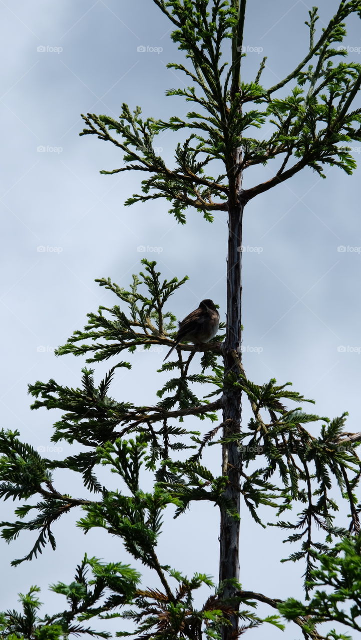 This pine tree is sweet abode for a bird.