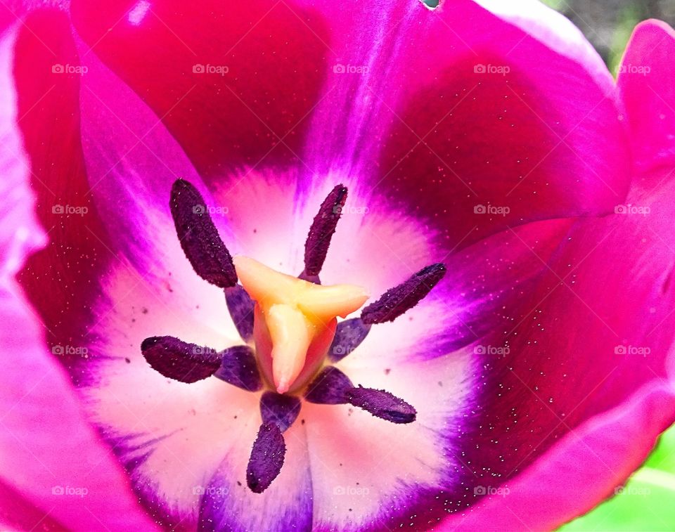 Inside the tulips