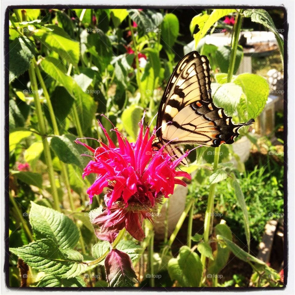 pretty flower summer butterfly by jtina823