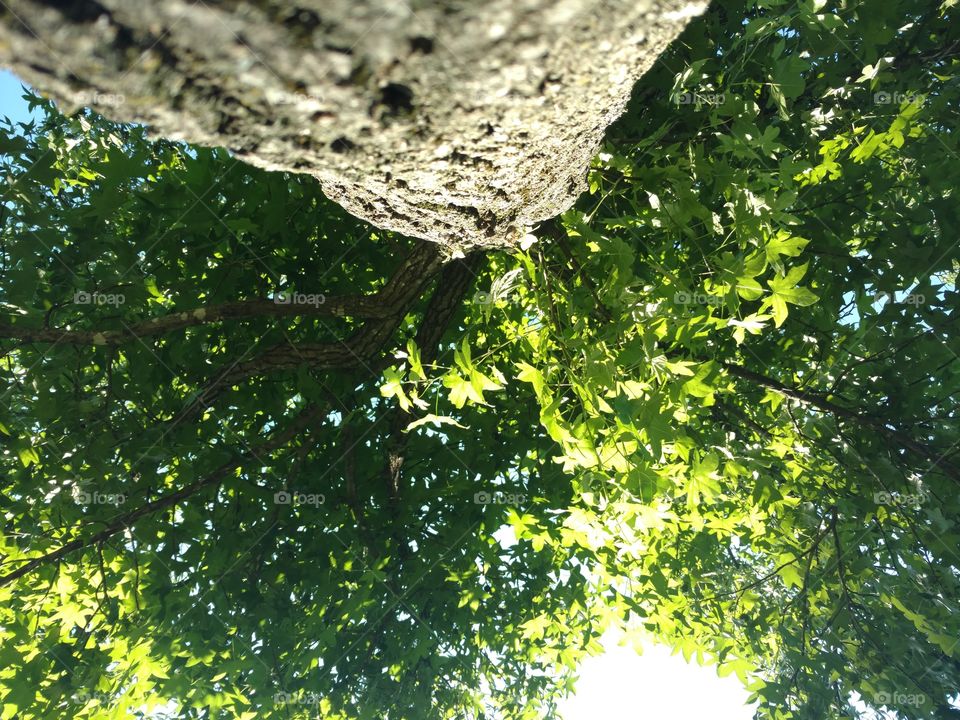 Up a tree