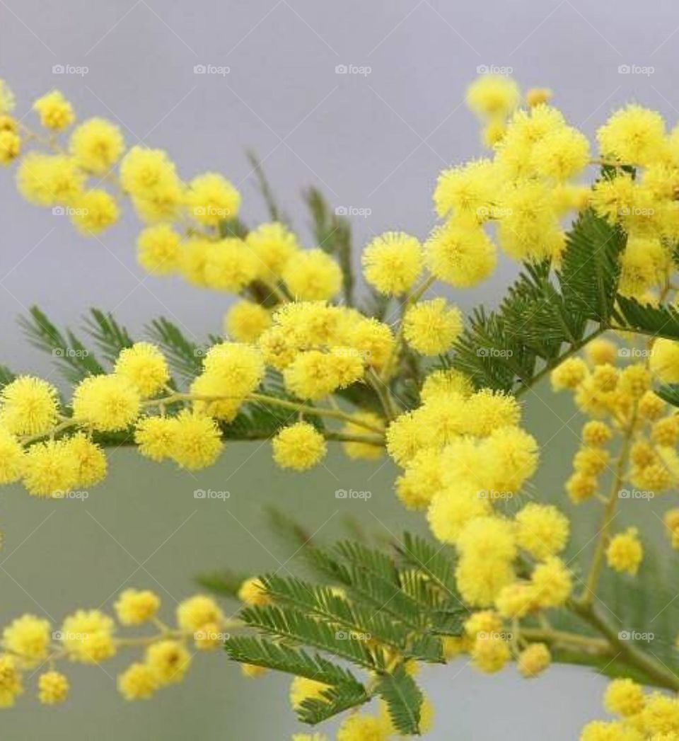 Красота цветения